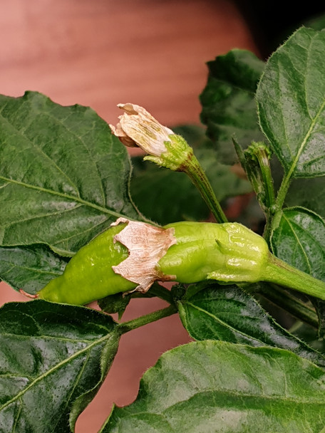 Aji Ahuachapan Chilli Pod with its flower still connected with a new pod just being born Image Dated 2021 08 07