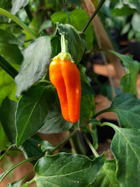 Aji Ahuachapan Single Chilli Pod Image Dated 2021 09 07