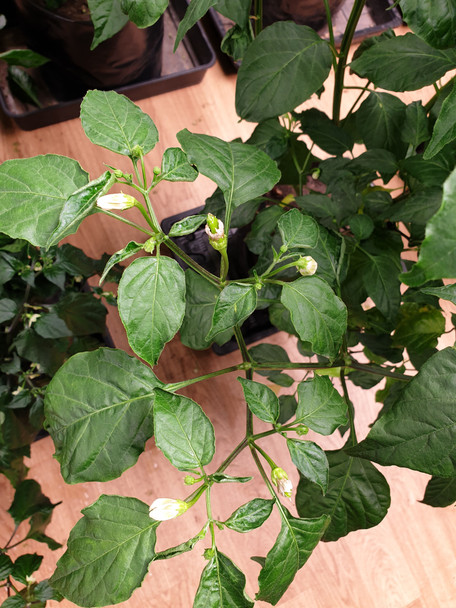 Aji Ahuachapan Chilli Plant with New pods and flowers Image Dated 2021 08 07