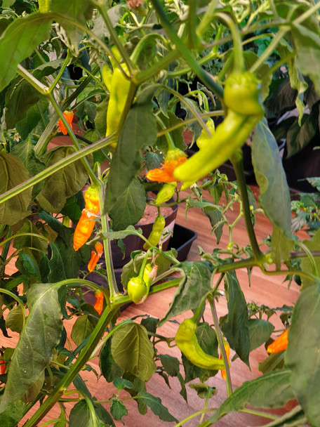 Aji Ahuachapan Chilli Pod growing at different stages Image Dated 2021 08 31