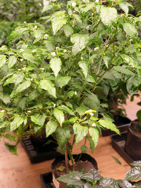 Aji Ahuachapan Chilli Plant Image Dated 2021 08 07