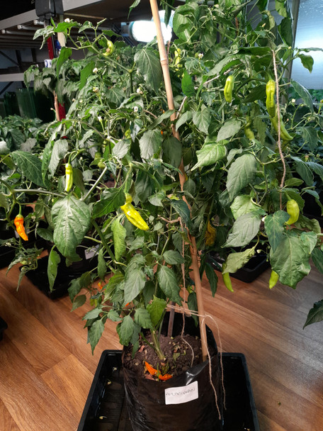Aji Ahuachapan Chilli Plant Image Dated 2021 0907