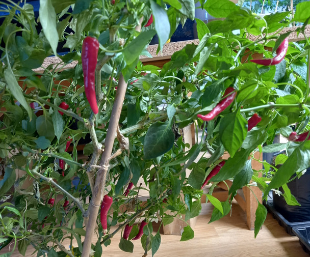 CAYENNE RING OF FIRE PLANT