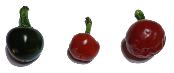 CASCABEL MATURING PODS