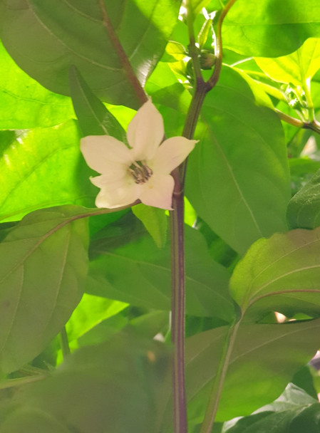 JALAPENO JALAPA FLOWER