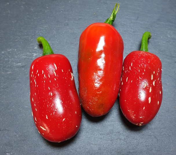 JALAPENO ZAPOTEC MATURE PODS