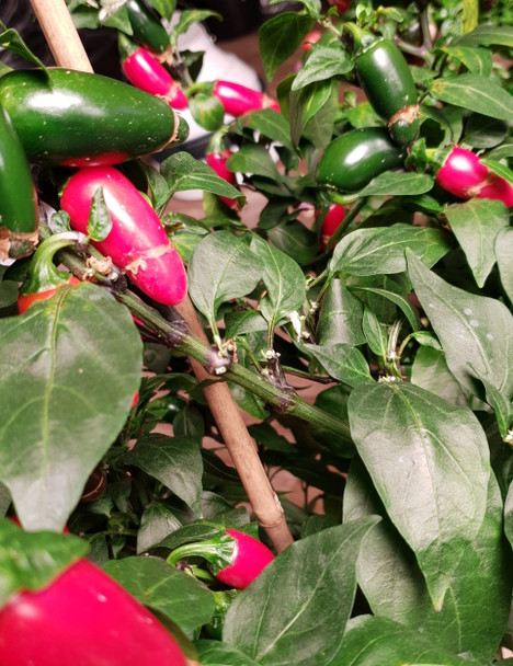 JALAPENO MACHO NACHO PLANT
