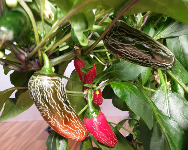 JALAPENO NUMEX VAQUERO PLANT