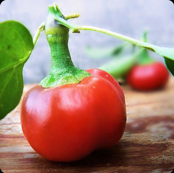 CHERRY LARGE RED POD