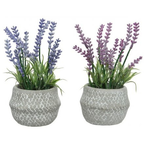 801917 TWO ASSORTED POTTED LAVENDER IN A PATTERNED CEMENT POT, 18CM