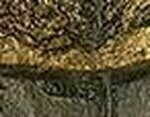 Pecan