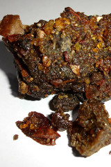 Botanical Spotlight on Ayuervedic Herbal Medicine - Guggul (Commiphora mukul)