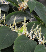 Did You Know - CV-Res-Q™