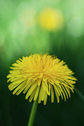  Italian-Style Sautéed Dandelion Leaves