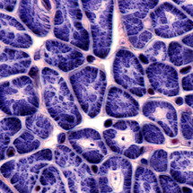 heart-muscle-cross-section1.jpg