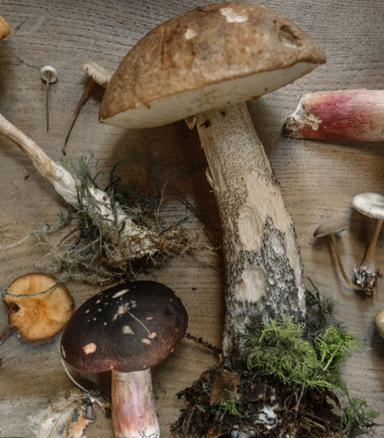 blog_Beneficial Botanical Nutrients That Encourage Healthy Aging