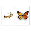 Caterfly Card Trick Children