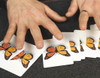CaterFly - 8 Caterpillars Transform Into 8 Butterflies - New Life in Christ