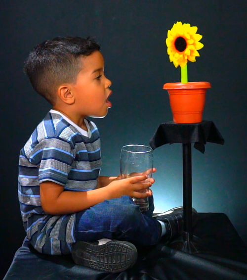 Sunflower Rising Breakaway Comedy Flower Children Mago Flash