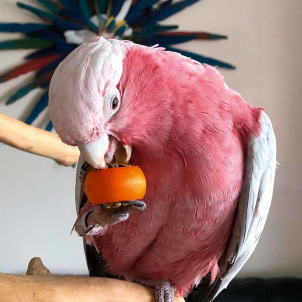 Six Rings-A-Treat - Tasty Parrot Toy and Treat chewing and foraging fun