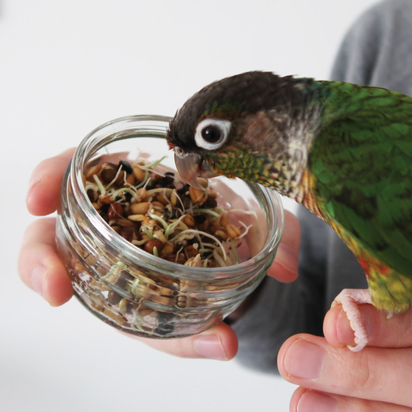 Sprouting Mix for Parrots - Vitamins, Minerals