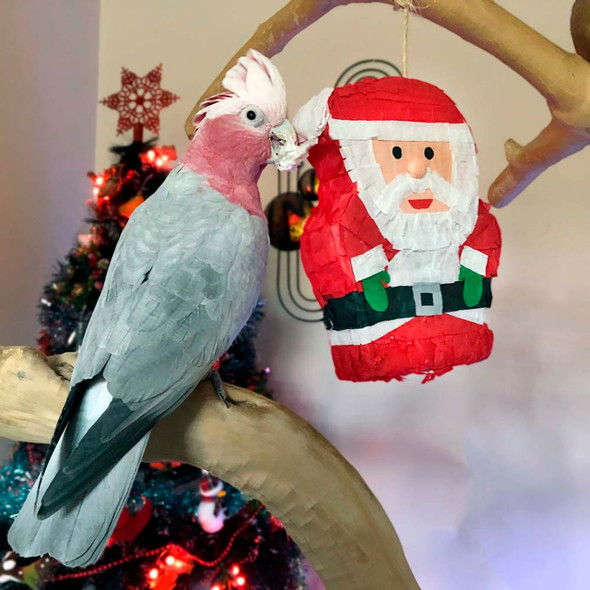 Santa Pinata - Fill Your Own Chewable Foraging Parrot Toy