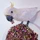 Pollys Natural Floral Calm Complementary Parrot Food