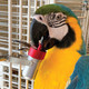 The Goodie Gadget Foraging Puzzle Parrot Toy