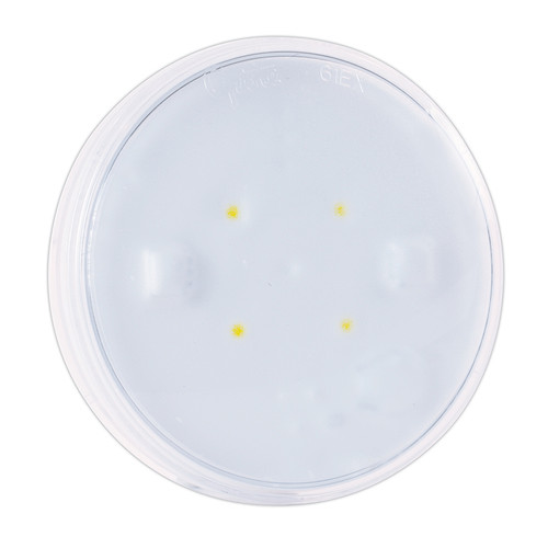 4" LEDLamp® w/Male Pin Dome Lamp - Clear  61E41