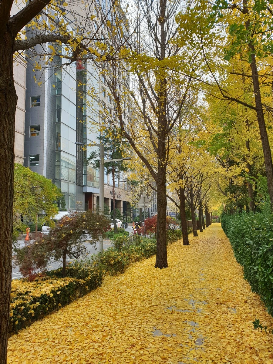 Autumn trees outside Comfile headquarters