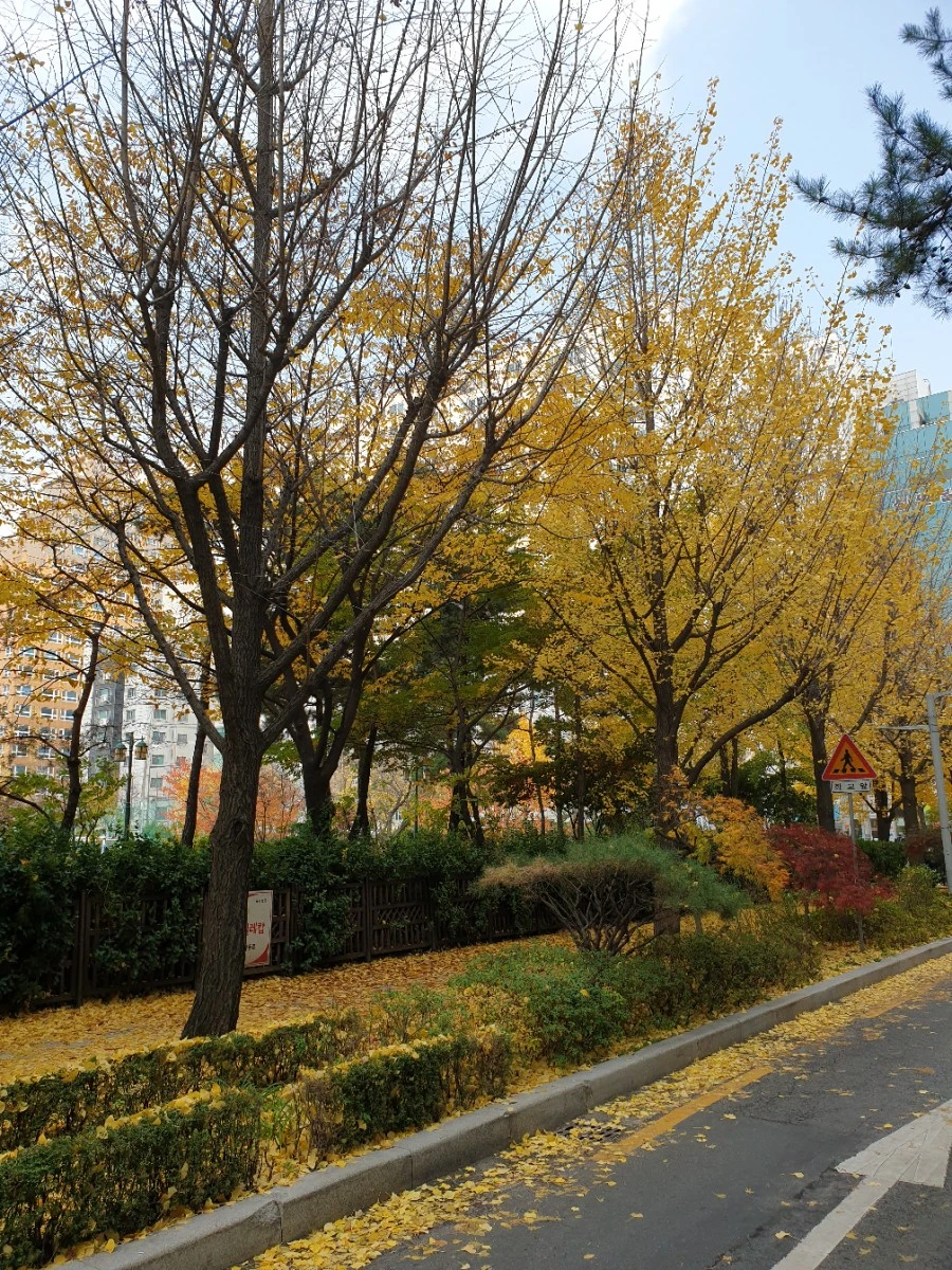 Tree-lined surroundings of the Seoul office