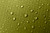 Birch Bud/Goodnight Gray |Bourgeon de bouleau 2025|ALT