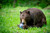 NO_COLOUR|NO_COLOUR|ALT