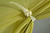 Birch Bud|Bourgeon de bouleau|ALT