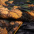Gold Growth|Plantes d'or|ALT