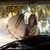 Lazy Daisy Gold|Marguerite doré parresseu|ALT