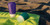Clear/Purple/Teal|Clear/Purple/Teal
