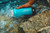 6016-130 LifeSaver Liberty Bottle 2000 UF Purifier