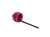 Raspberry|Framboise|ALT