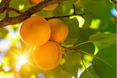 Fresh Apricots: Get 'Em Before They're Gone