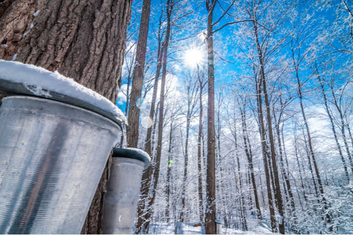 Nothing Like the Real Thing: Maple Syrup