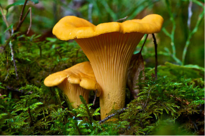 Amp Up the Flavor With Mushrooms