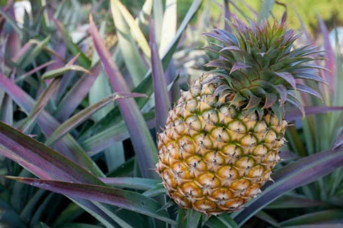 How to Choose, Cut, and Create Pineapple Desserts