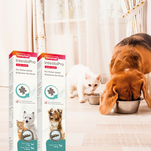Intesto Pro For Cats & Dogs