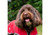 Stormguard Soft Shell Dog Coat