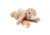 Small Bite Plush Rabbit