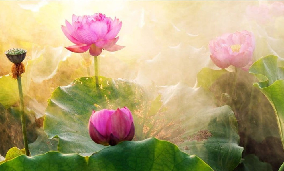 Symbolism of the Lotus Flower