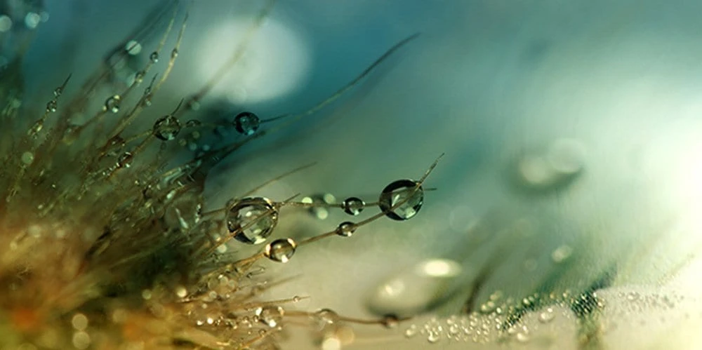 Zen Story: Life’s Purpose in a Drop of Water
