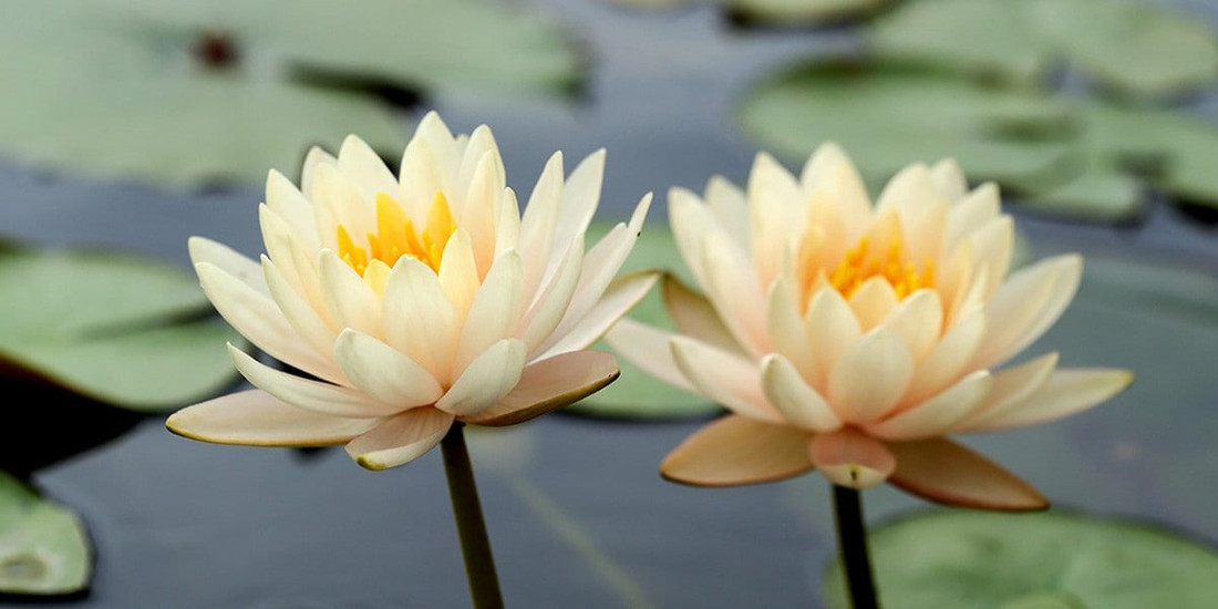 Increasing Compassion for Yourself and the World