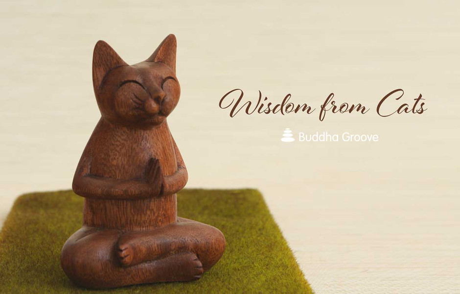 Wisdom from Cats